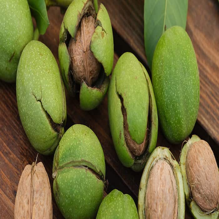 تصویر 3 از قیمت و خرید گردو پوست کاغذی ممتاز با پوست سبز + عمده